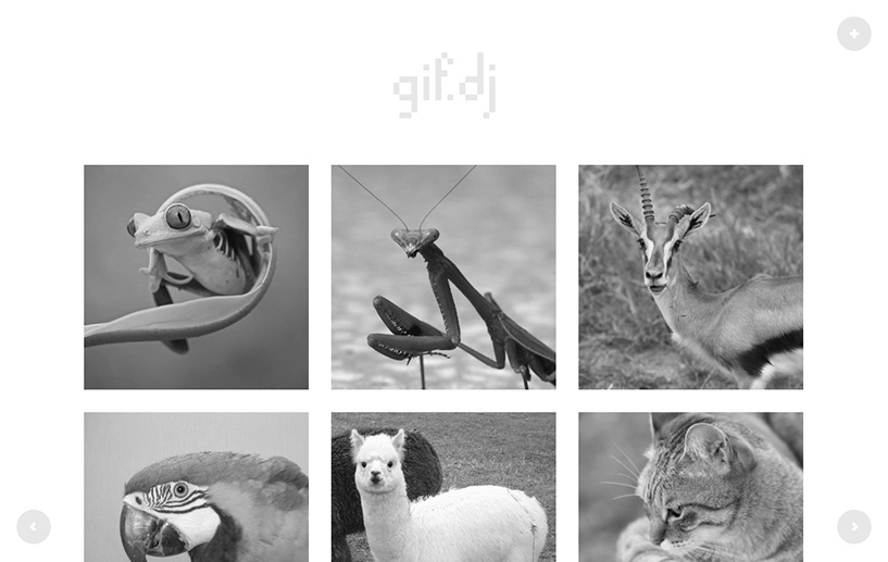gif.dj width=