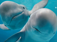 世界最大級の水族館「海遊館」