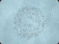 SPERM VISUALIZER