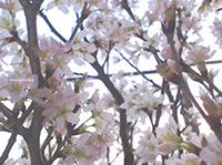 Make Today Amazing with flower | BEAMS